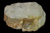 Pennsylvanian Horsetail (Calamites) Trunk Section - Kentucky #158678-2